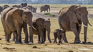 Herd of Elephants