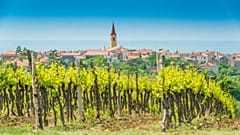 Cattunar Vineyard