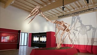 "Dracula" oder der "T-Rex der Lüfte"