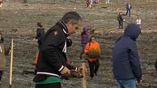 Uno de los bosques más antiguos de Portugal renace de sus cenizas