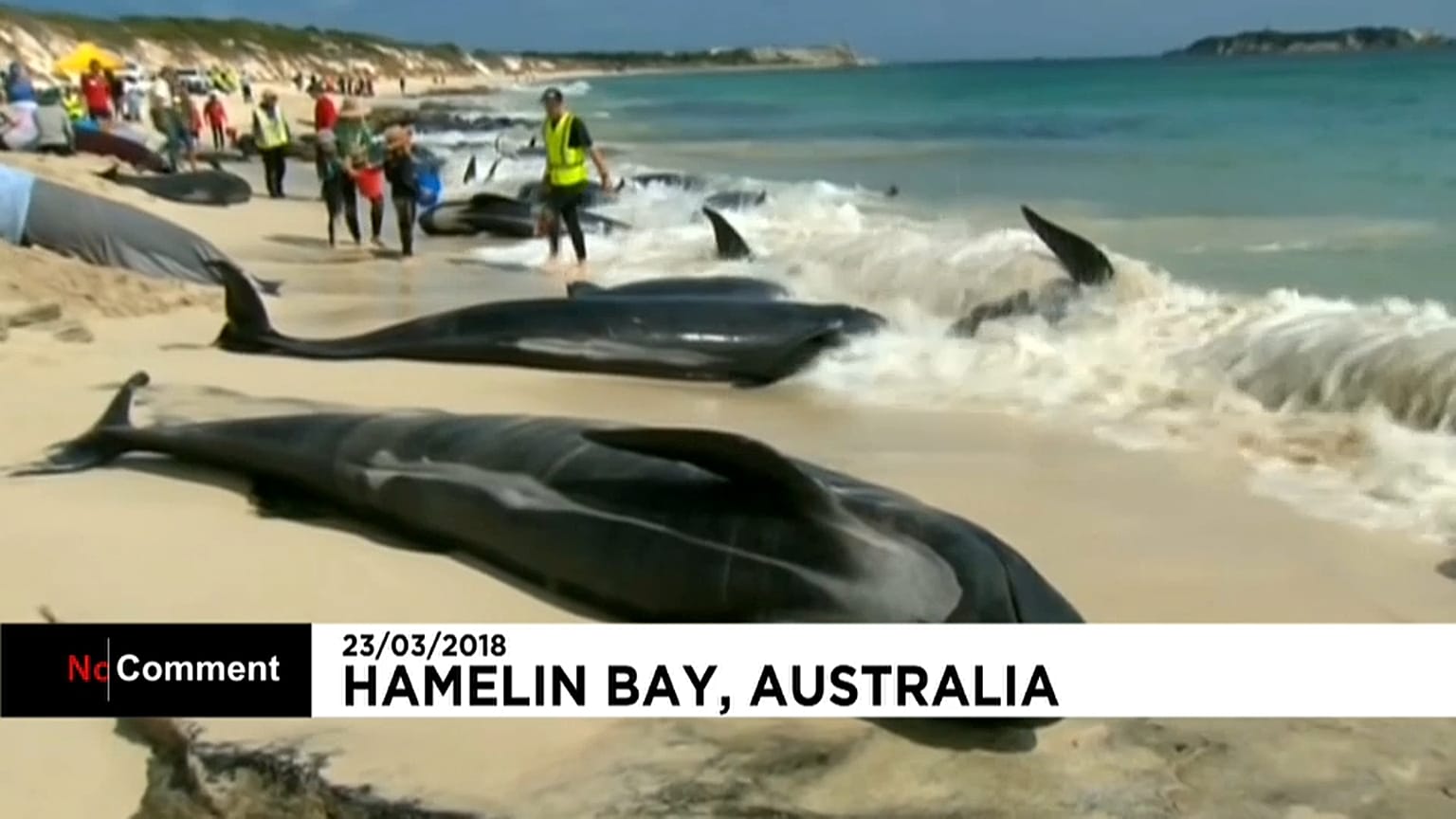 Échouage massif de dauphins-pilotes  sur les côtes australiennes