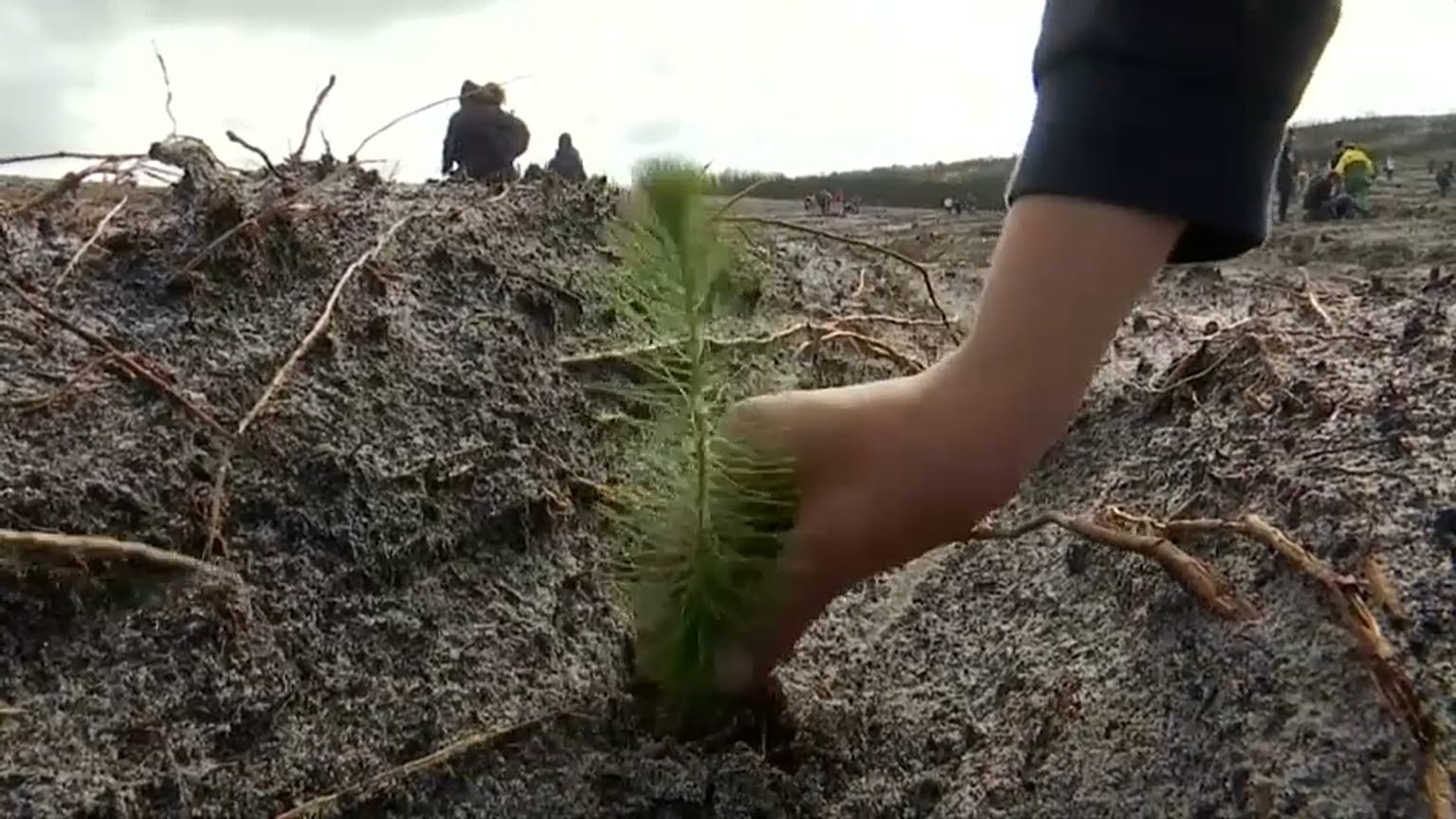 La forêt de Leiria va renaître de ses cendres