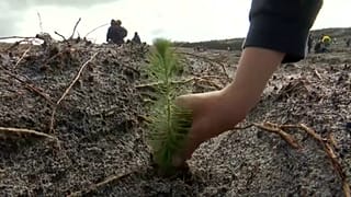 La forêt de Leiria va renaître de ses cendres