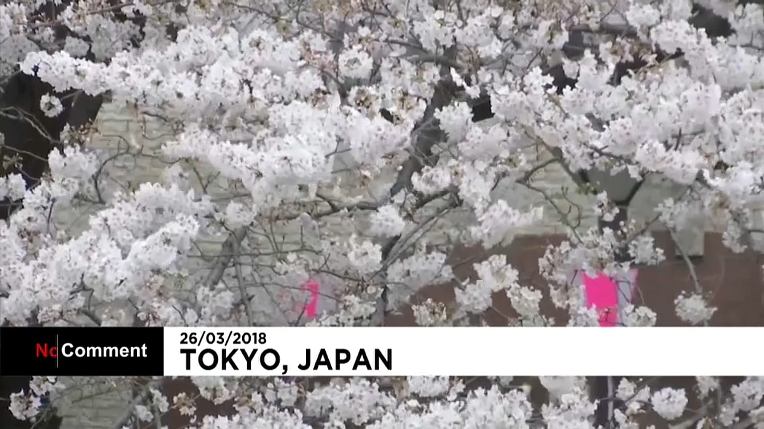 Japón se puebla de cerezos en flor 