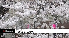 Japón se puebla de cerezos en flor 