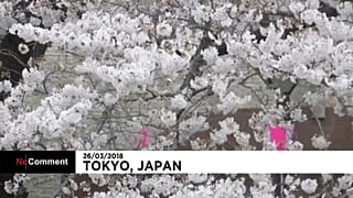 Japón se puebla de cerezos en flor