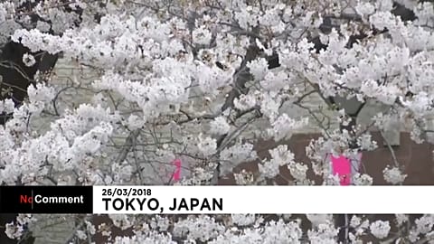 Japón se puebla de cerezos en flor 