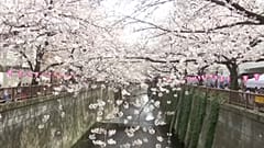 Crowds admire cherry blossoms in full bloom in Tokyo