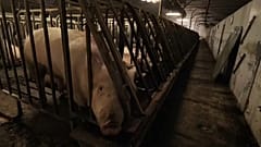 Allevamenti di maiali: guerra tra LAV e Consorzio del Prosciutto di Parma