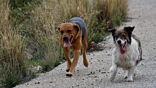 Αποσύρεται μετά τη θύελλα το νομοσχέδιο για τα αδέσποτα 