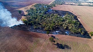 Τo μπέργκερ σου «σκοτώνει» τα δάση της Νότιας Αμερικής