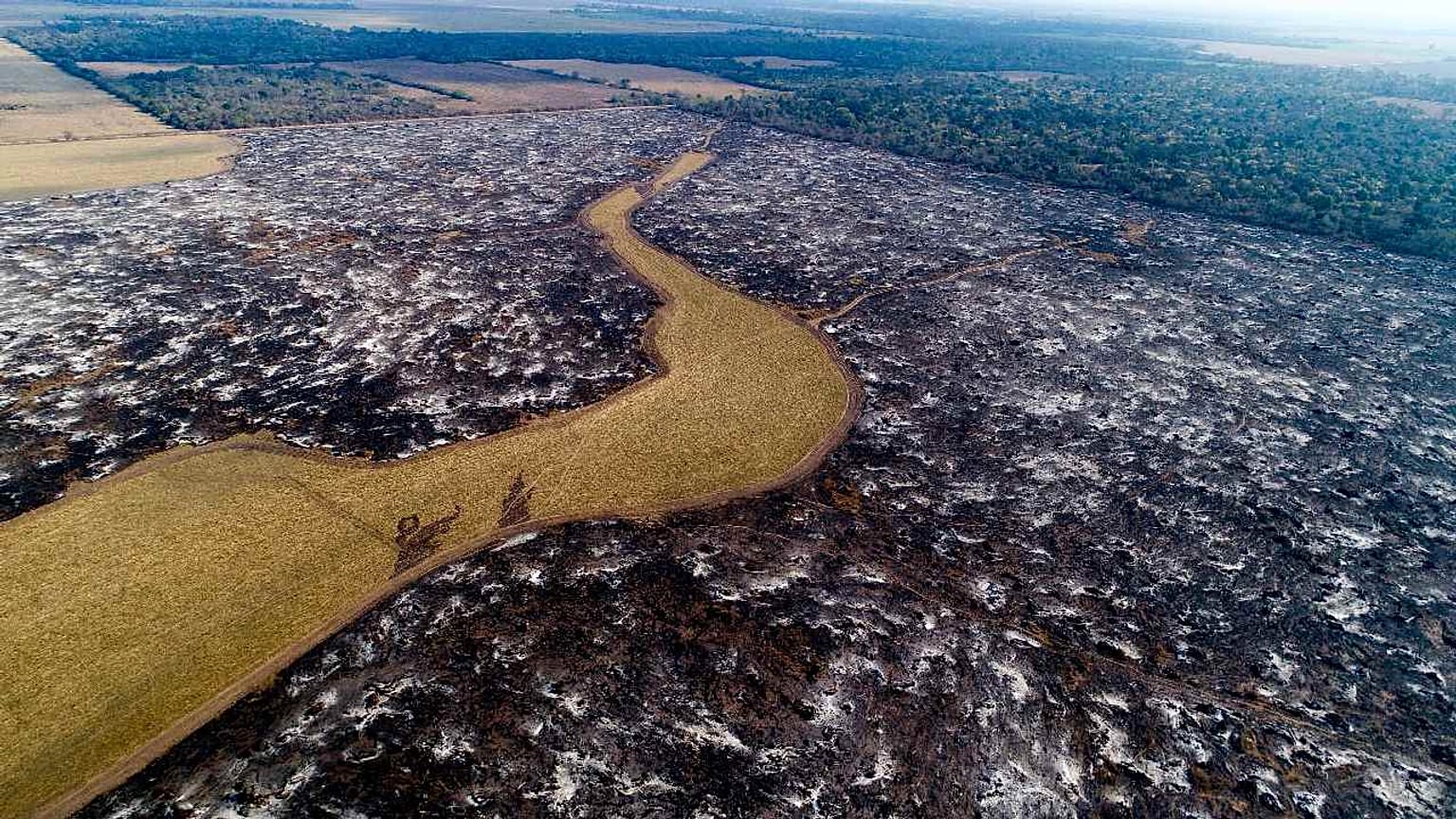 Argentinien: wälder weichen hier Sojafeldern