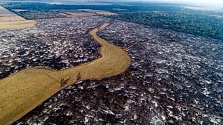 Argentinien: wälder weichen hier Sojafeldern
