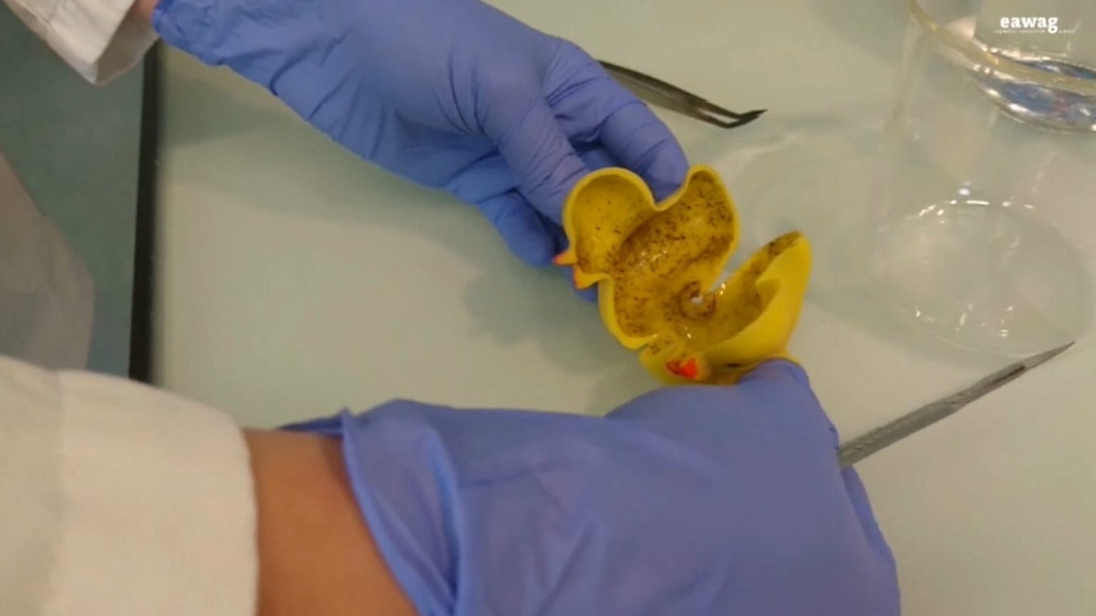 Hidden horrors of rubber ducks