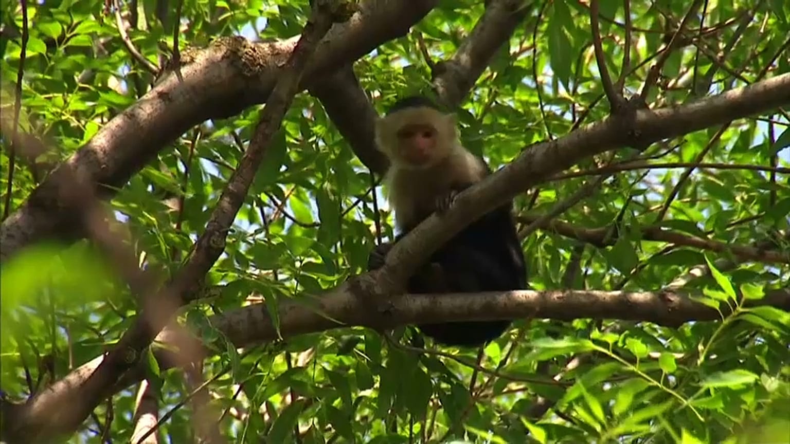 Monkey in mexico