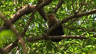 Monkey in mexico