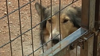 Ανάσα ζωής στα αδέσποτα μετά την απόσυρση του νομοσχεδίου