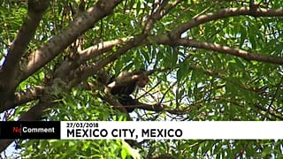 Mexico : un singe se fait la belle et déambule dans la ville