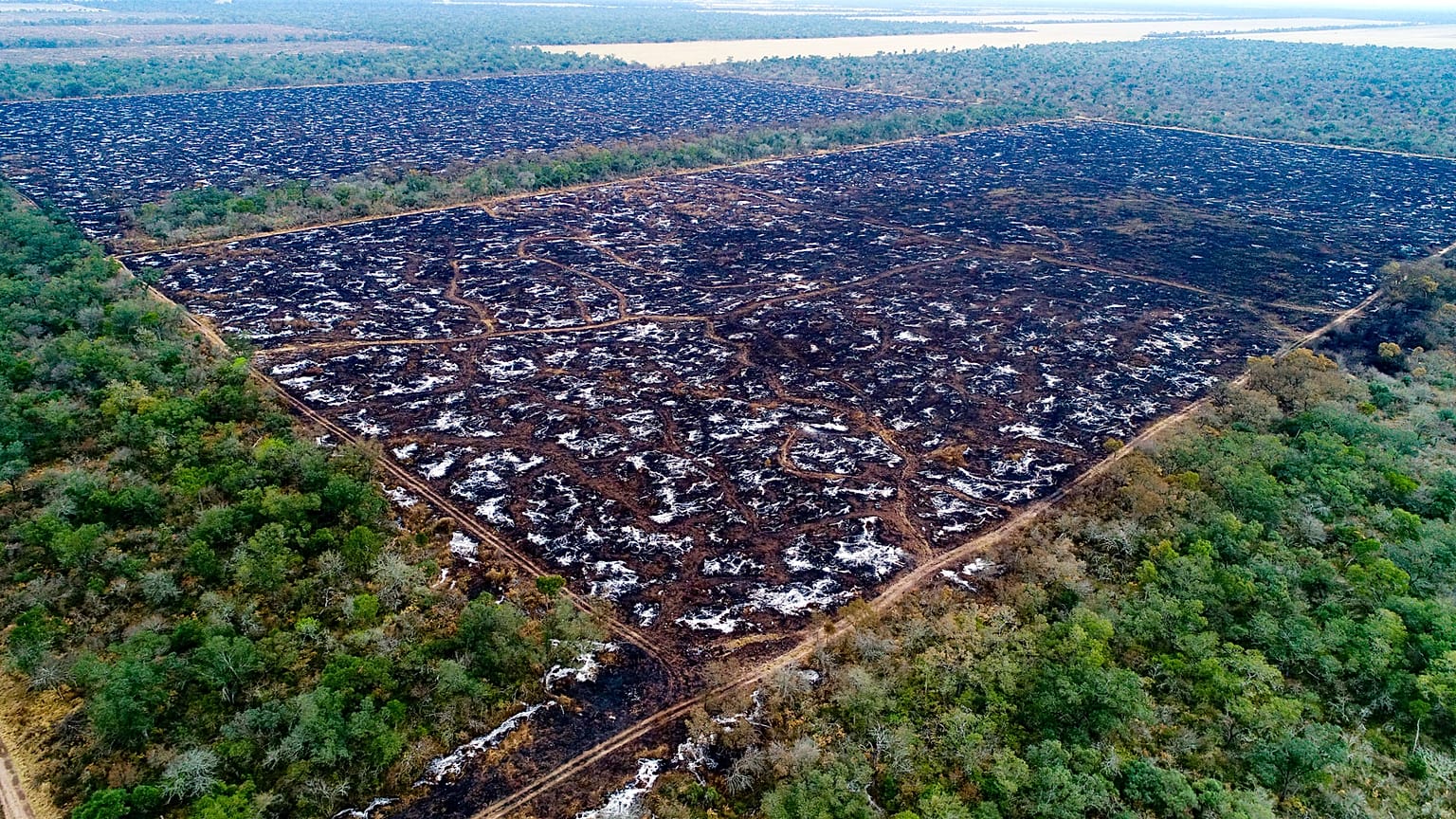 Ecco cosa fa la fettina di carne "locale" alle foreste del Sud America