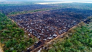 Ecco cosa fa la fettina di carne "locale" alle foreste del Sud America