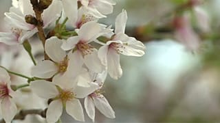 In Japan ist Kirschblüten-Saison 