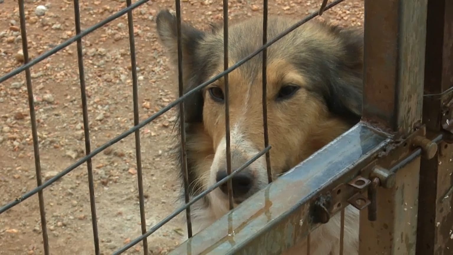 Streunende Tiere in Griechenland: Gesetzentwurf zurückgezogen