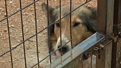 Streunende Tiere in Griechenland: Gesetzentwurf zurückgezogen