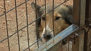 Streunende Tiere in Griechenland: Gesetzentwurf zurückgezogen
