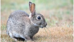 An Ostern Hasen suchen: 1,8 Mio Wiener zum Zählen aufgerufen!