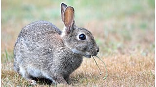 An Ostern Hasen suchen: 1,8 Mio Wiener zum Zählen aufgerufen!