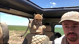 Britton Hayes foi surpreendido pela invasão do carro por uma chita