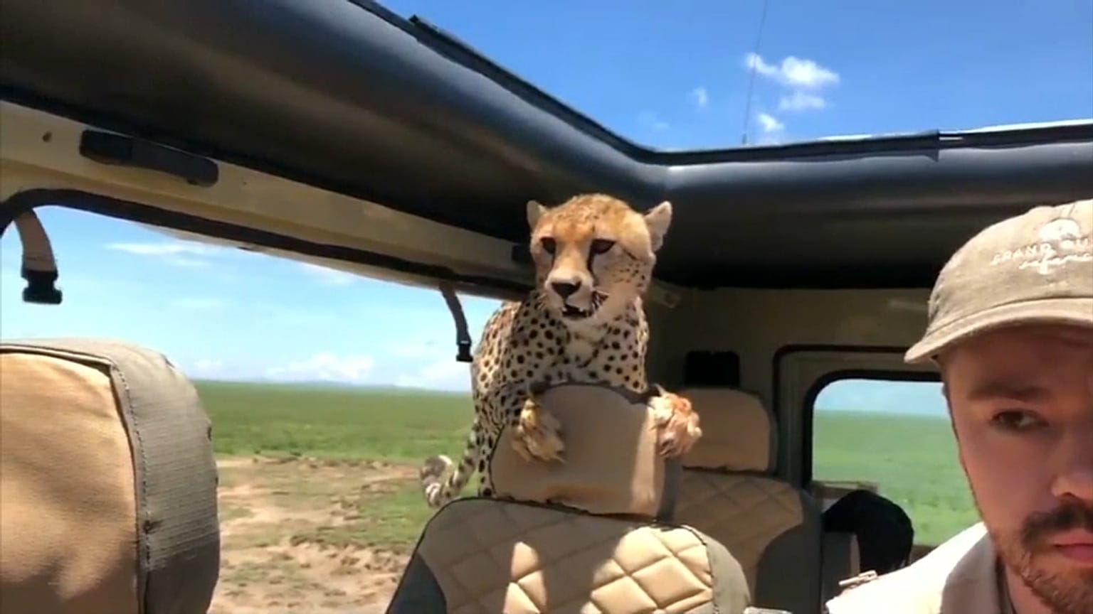 Überraschung! Gepard steigt während Safari in den Jeep ein