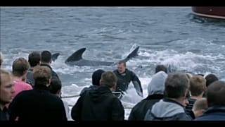 Pollution puts Faroe Islanders in the spotlight in new documentary