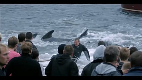 Pollution puts Faroe Islanders in the spotlight in new documentary