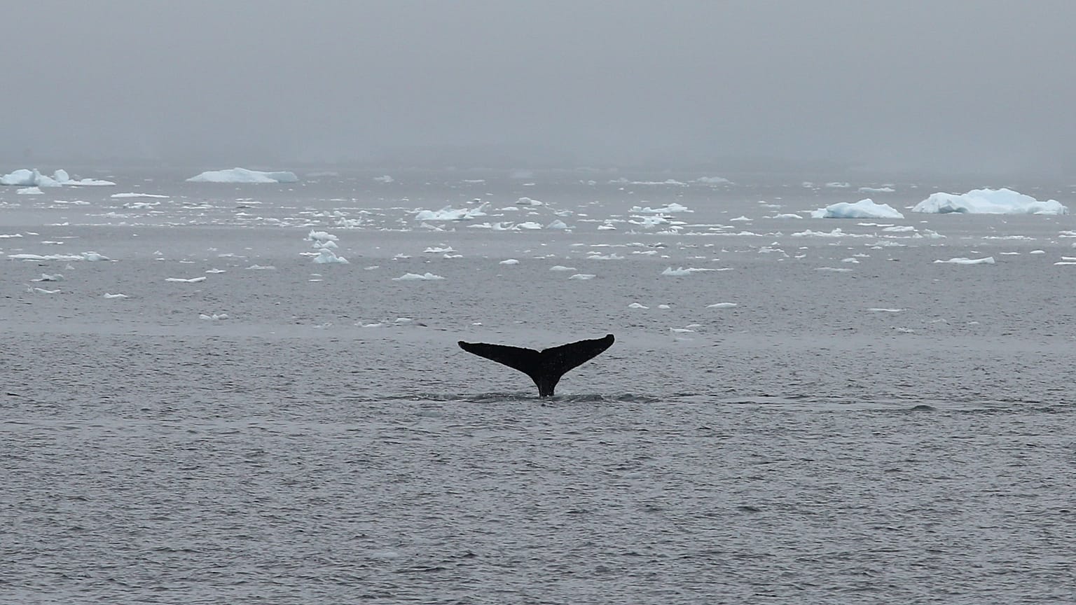 The Islands and the Whales 