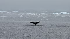 The Islands and the Whales 