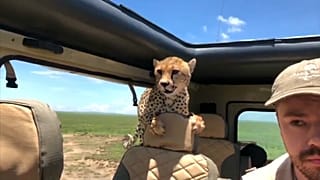 Un guépard dans la voiture...