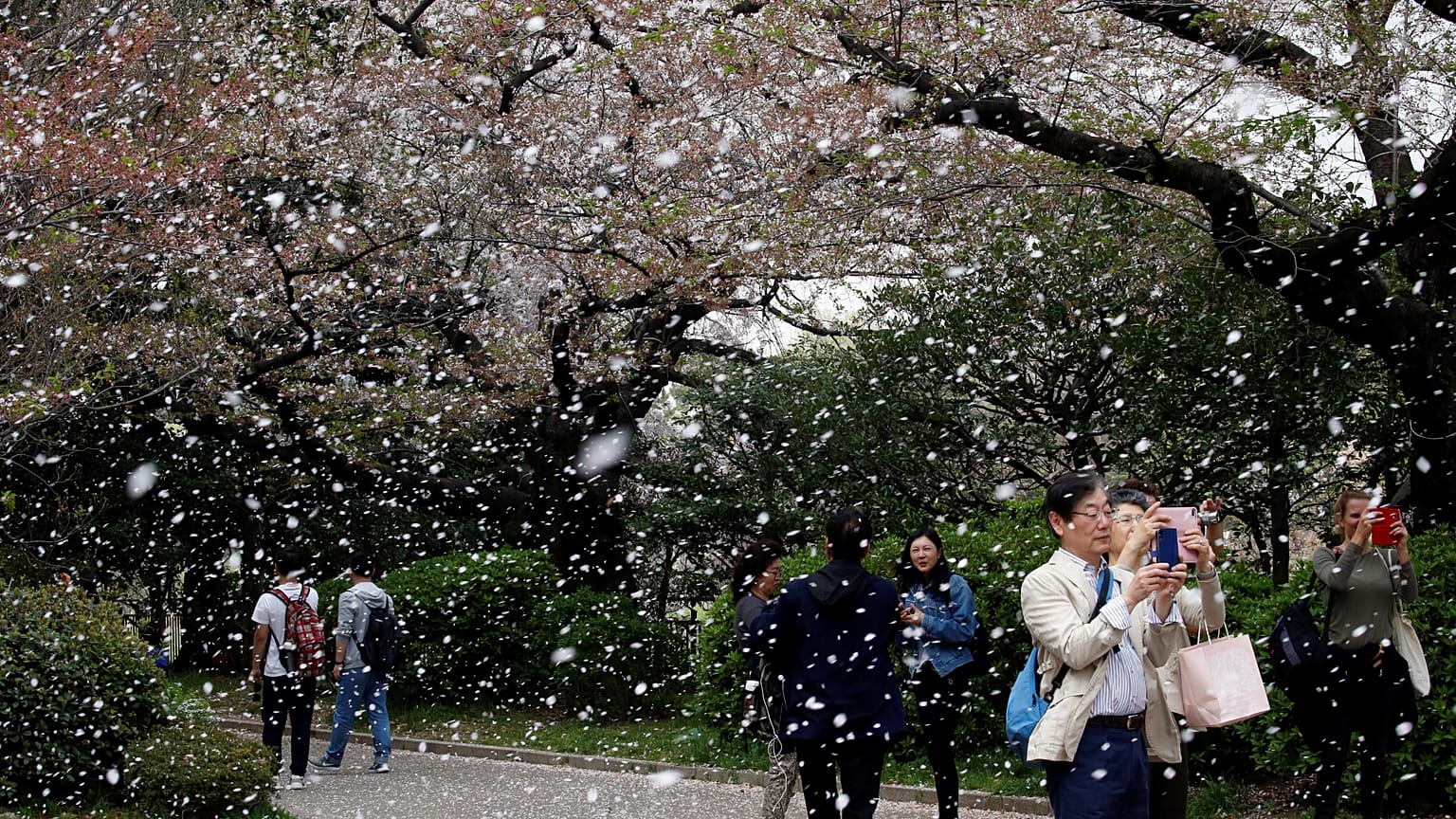 Tokyo, i ciliegi in fiore stregano la coppia imperiale