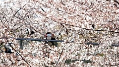 A cseresznyevirágzás előcsalogatta a japán császári párt