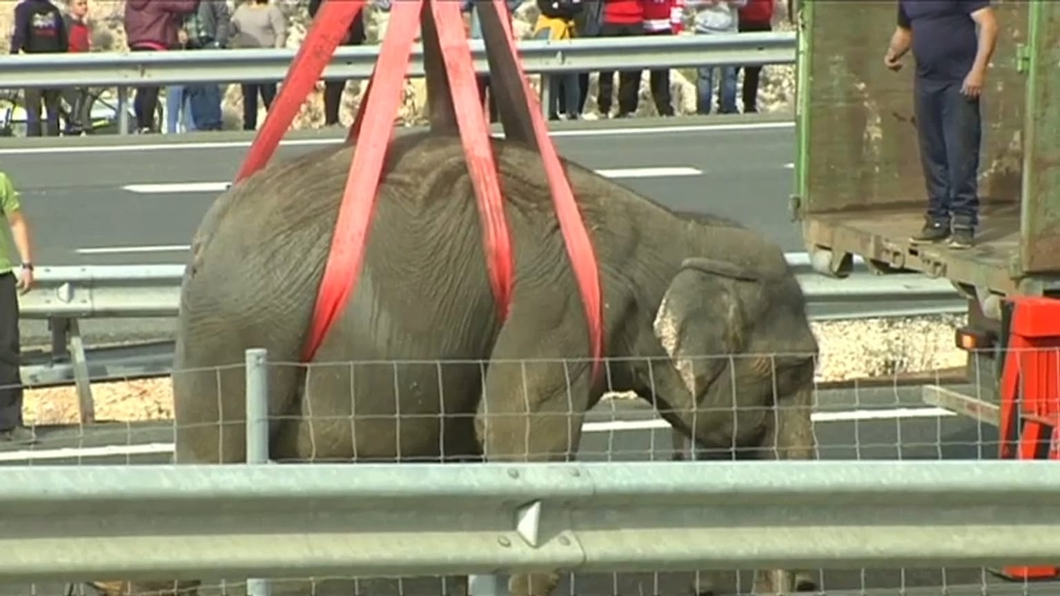 Fallece un elefante en un accidente en la autovía A-30