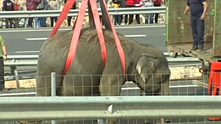 Fallece un elefante en un accidente en la autovía A-30