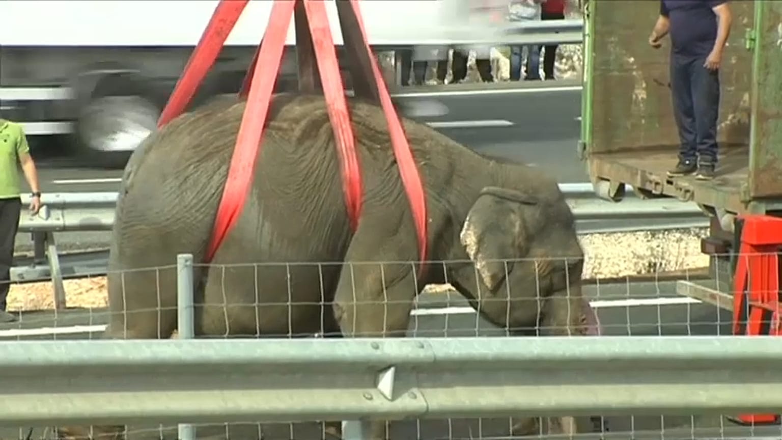 Elefante morre em acidente de camião em Espanha