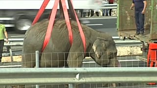 Elefante morre em acidente de camião em Espanha