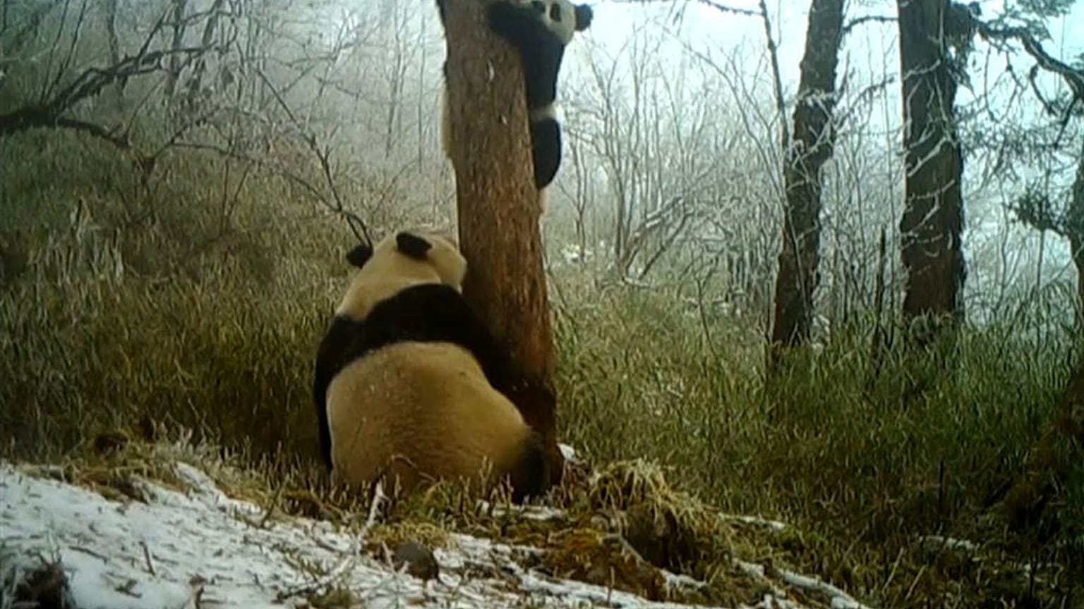 China: Wilde Pandas gesichtet
