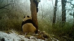 China: Wilde Pandas gesichtet