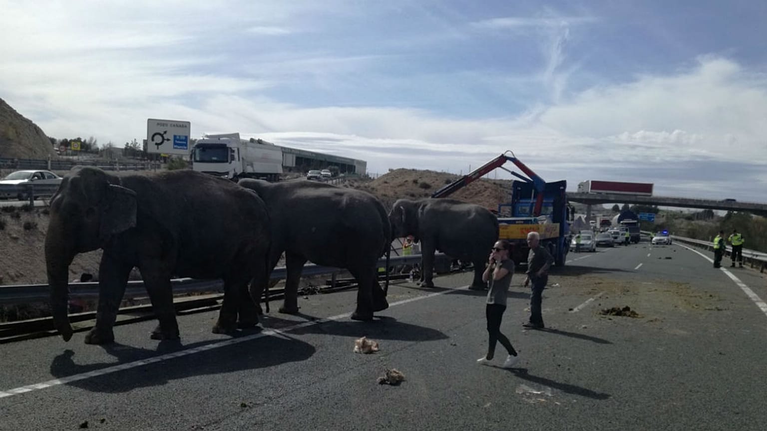 circus truck that was transporting elephants crashed