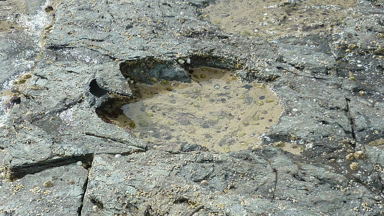 50 riesige Fußabdrücke von Dinosauriern in Schottland entdeckt