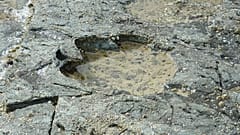 50 riesige Fußabdrücke von Dinosauriern in Schottland entdeckt