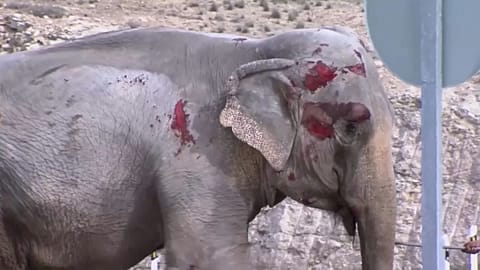 Verwirrte, blutende Tiere: Aufschrei nach Unfall mit 5 Elefanten 