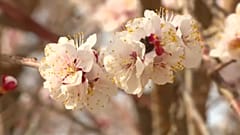Apricot flowers in bloom in Shexian County, Anhui Province, east China 